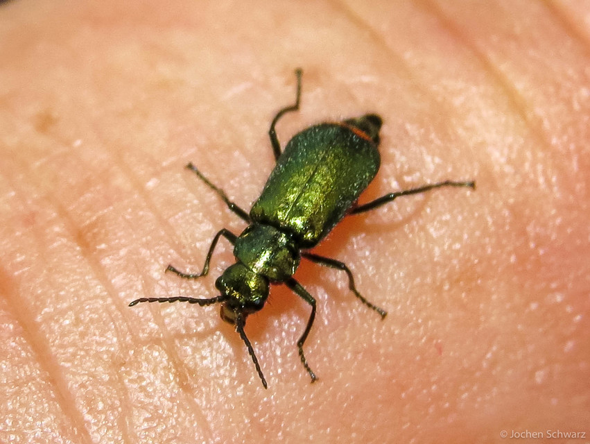 Malachius bipustulatus - kétfoltos bibircsesbogár