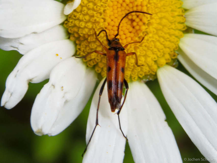 Stenurella septempunctata - hétpettyes karcsúcincér
