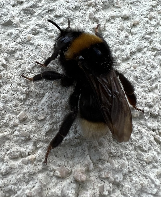 Bombus bohemicus