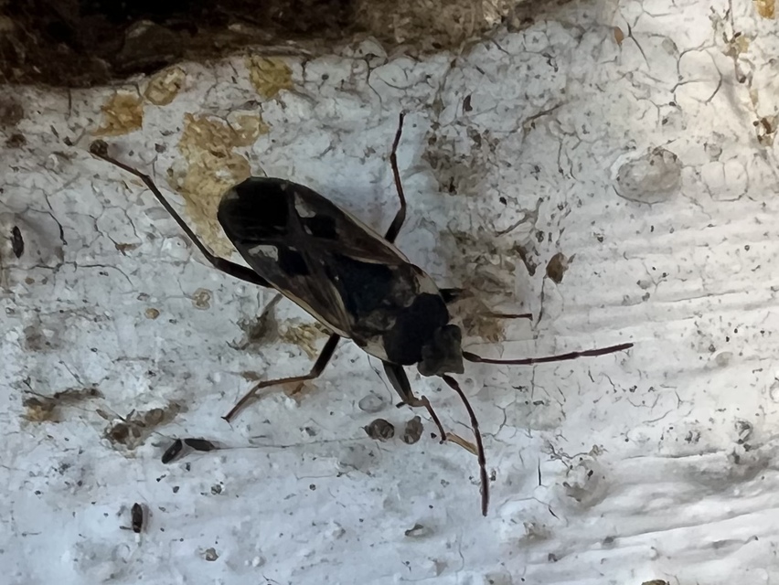 Rhyparochromus vulgaris - közönséges díszesbodobács