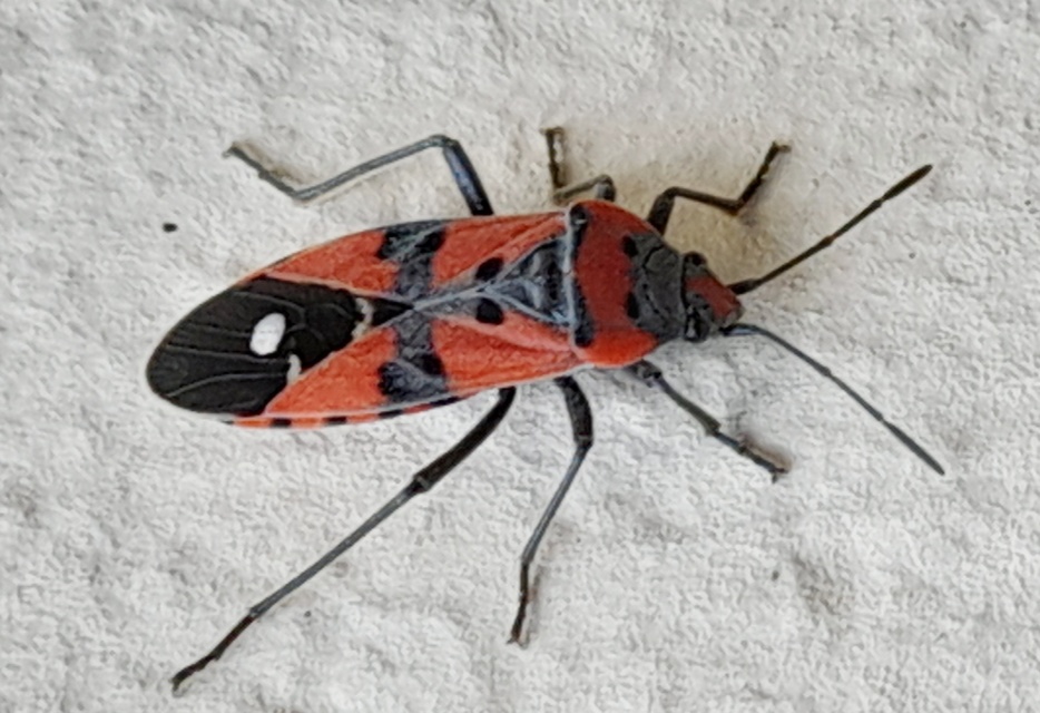 Lygaeus equestris/simulans