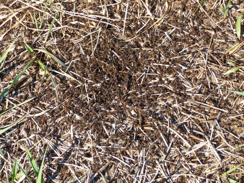 Formica pratensis - réti vöröshangya