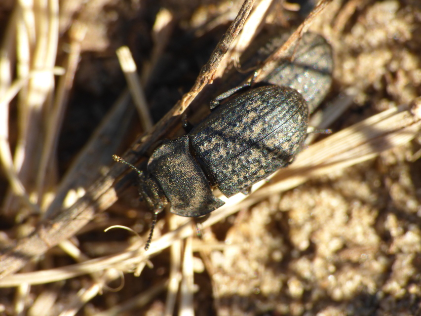 Opatrum sabulosum - sároshátú gyászbogár