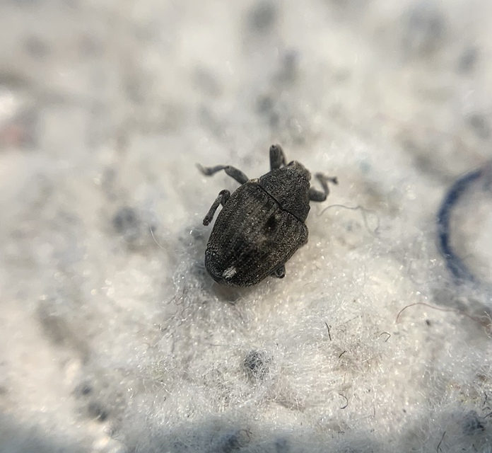 Stenocarus ruficornis - mákgyökérormányos