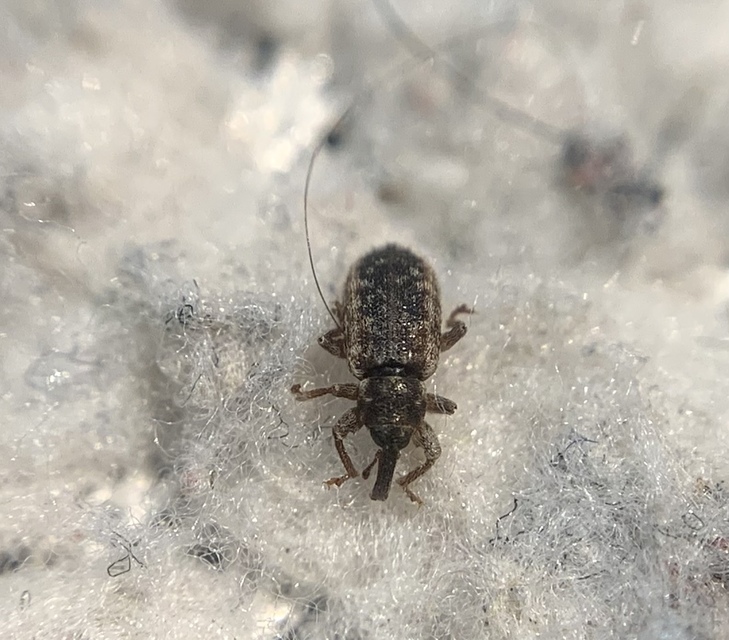 Dorytomus hirtipennis - szőrös hangormányos