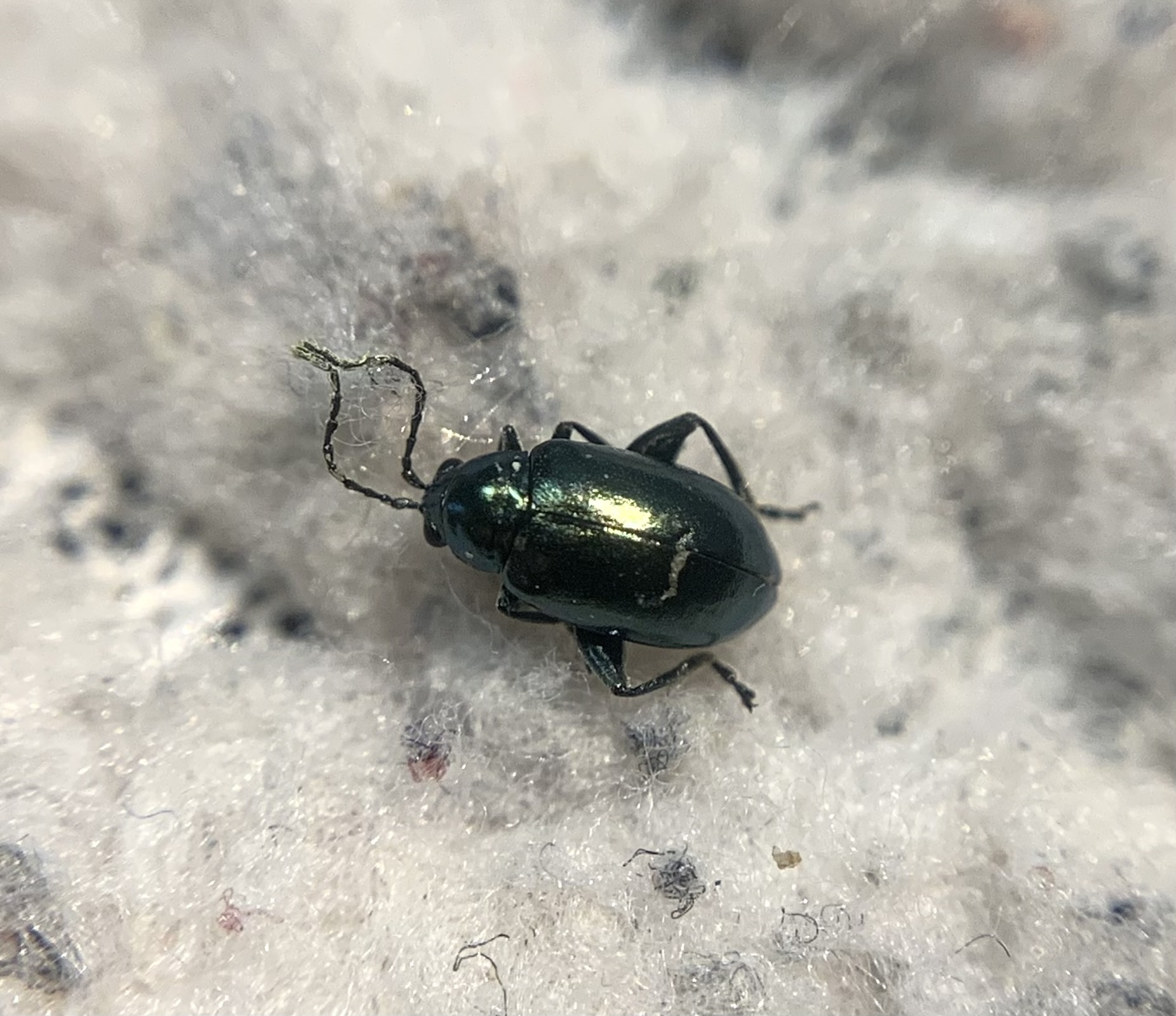 Altica oleracea - közönséges füzike-földibolha