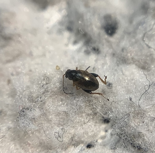 Longitarsus nasturtii