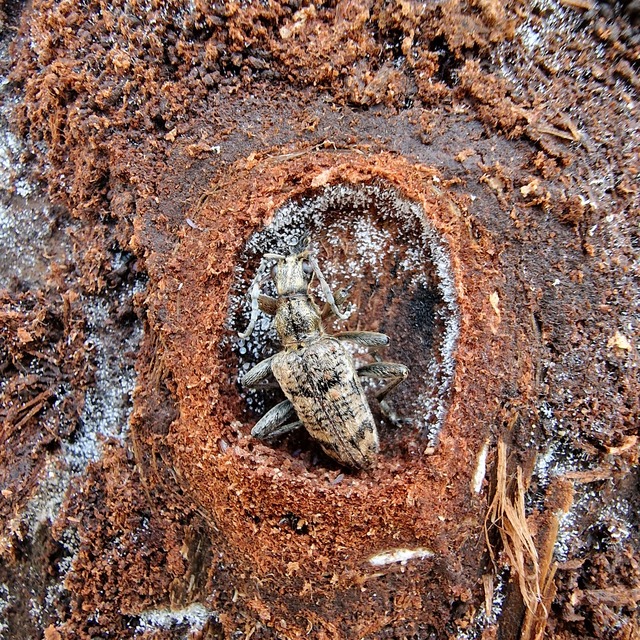 Rhagium inquisitor - fenyves-tövisescincér