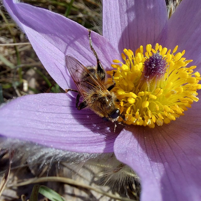 Brachypalpus