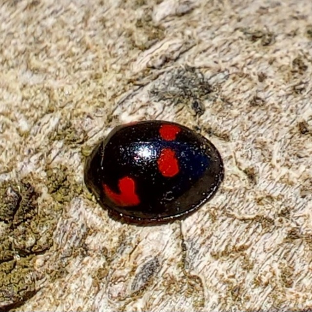 Exochomus quadripustulatus - négyfoltos szerecsenkata