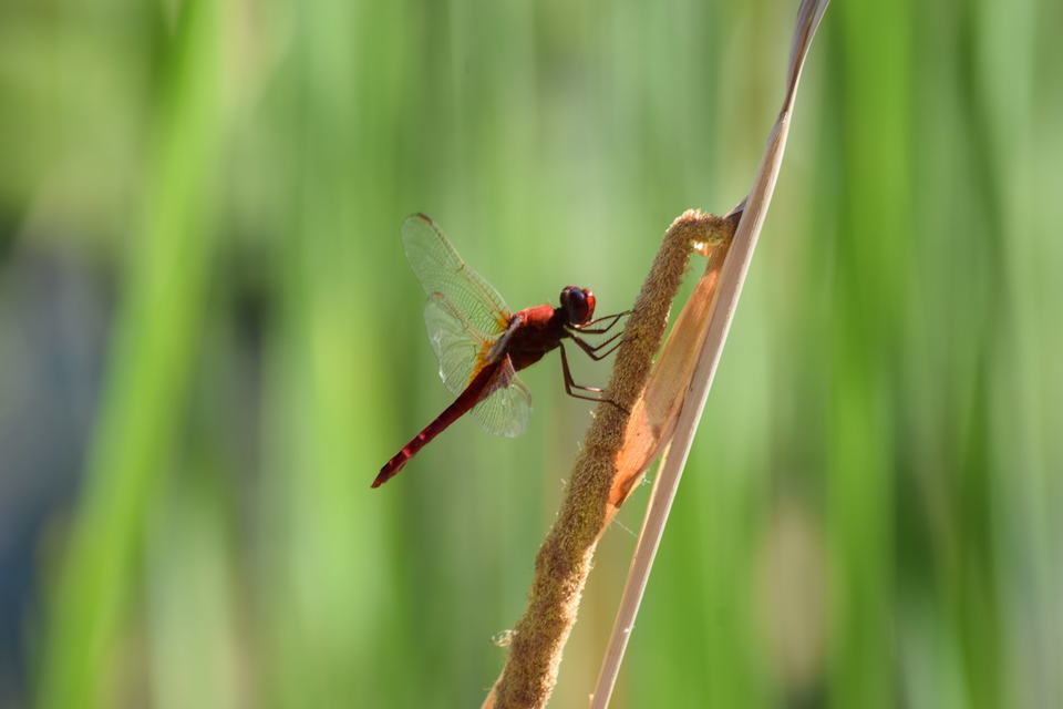 Crocothemis erythraea - skarlát szitakötő
