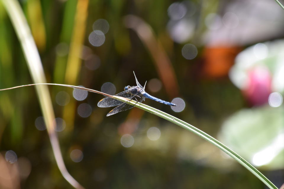 Orthetrum coerulescens - karcsú pásztorszitakötő