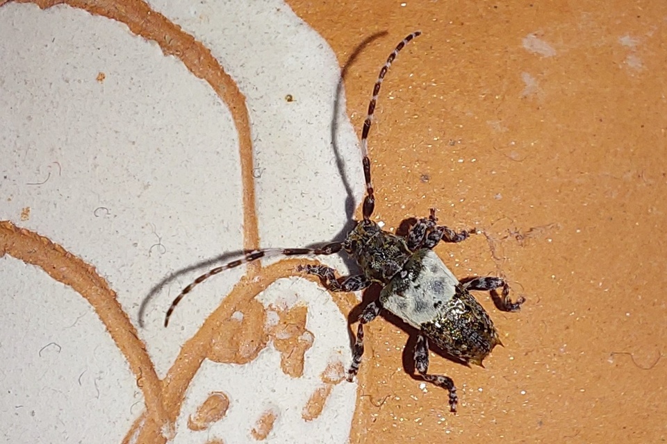 Pogonocherus hispidulus - négytövises ecsetcincér