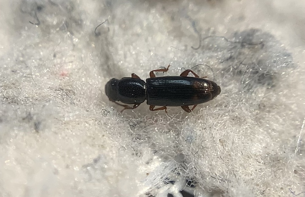 Rhizophagus bipustulatus - kétpettyes törekbogár