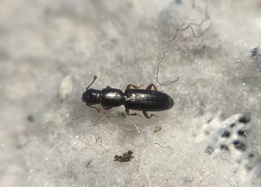 Rhizophagus bipustulatus - kétpettyes törekbogár