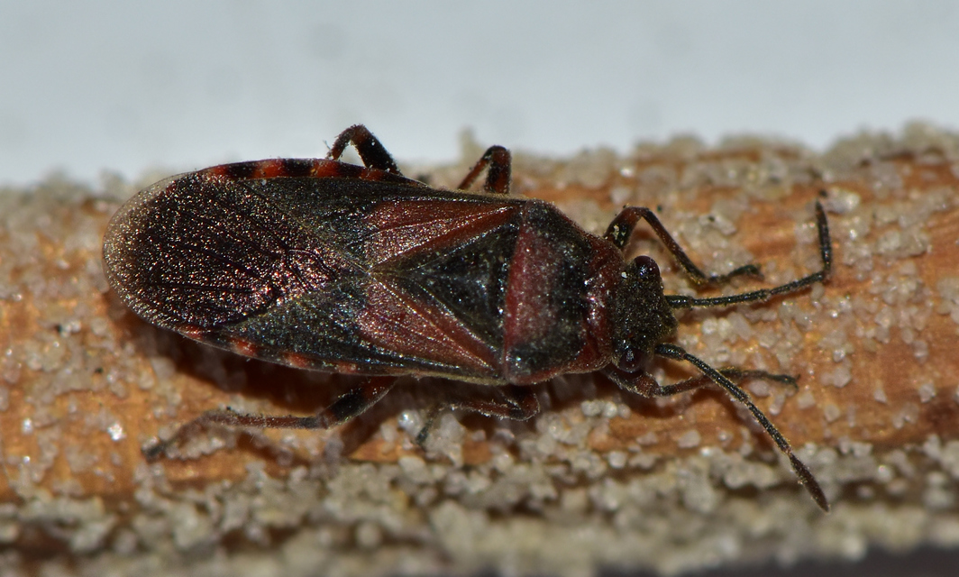 Arocatus melanocephalus