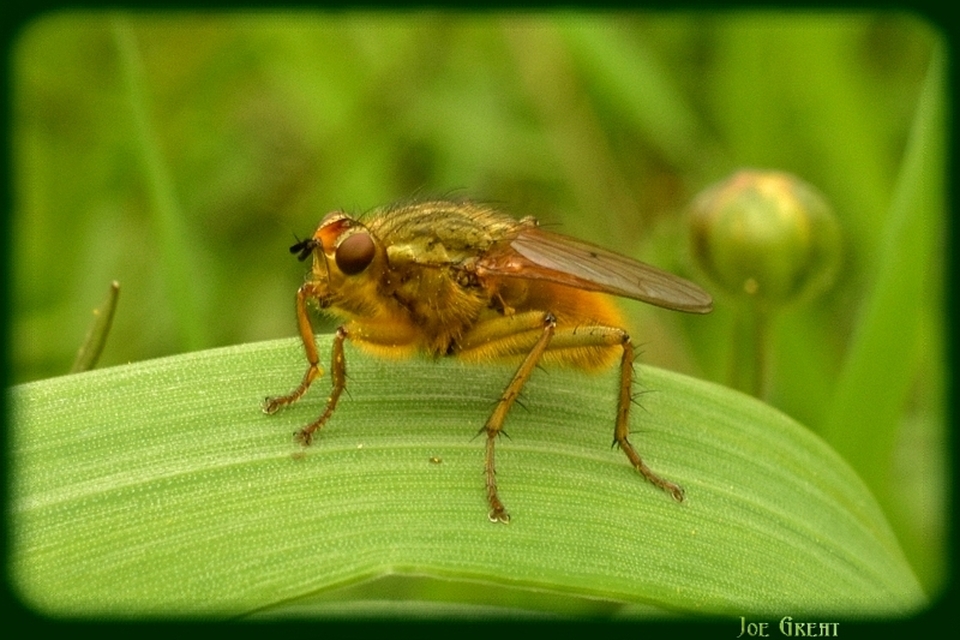 Scathophaga stercoraria - közönséges trágyalégy