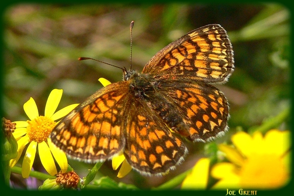 Melitaea athalia - közönséges tarkalepke