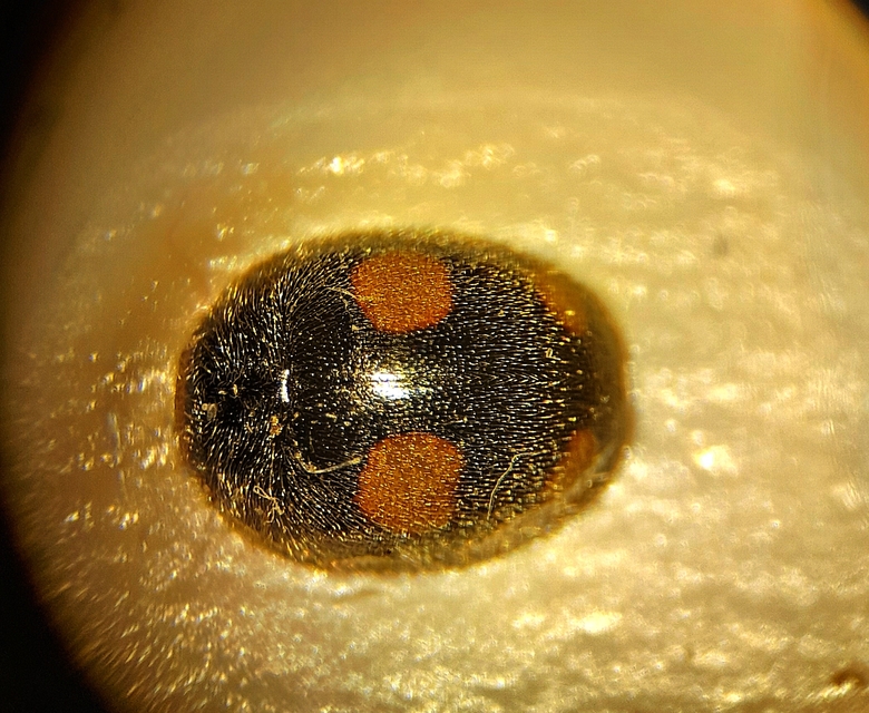 Platynaspis luteorubra - négypettyes szerecsenkata