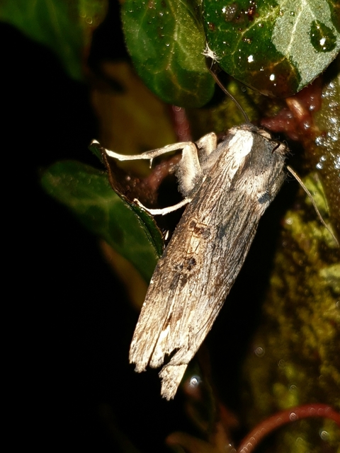 Xylena exsoleta - szürke fabagoly