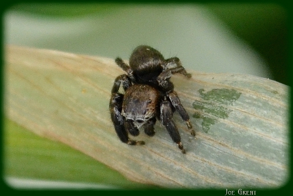 Araneae - Pókok