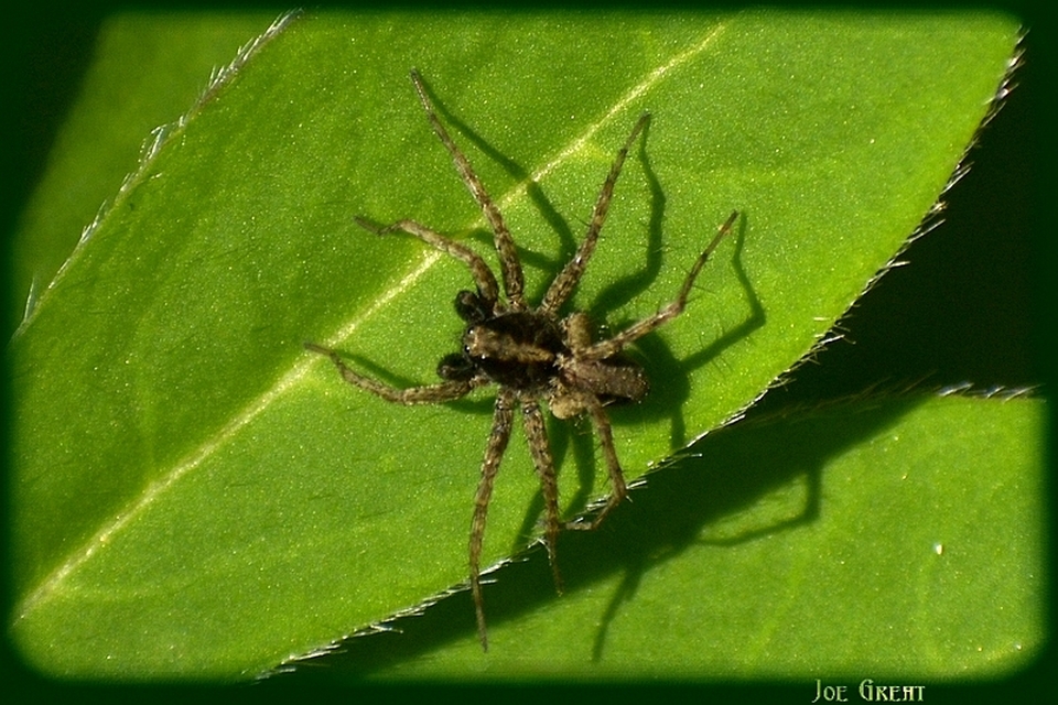 Araneae - Pókok