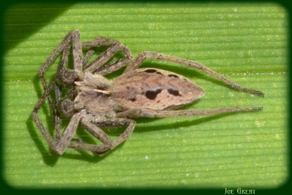 Araneae - Pókok