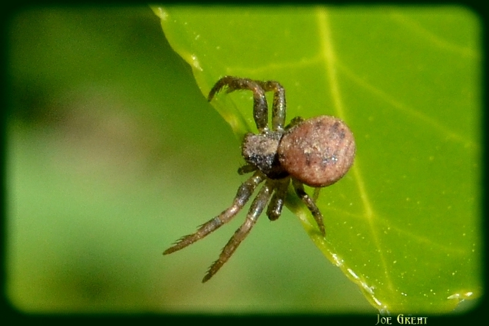 Araneae - Pókok