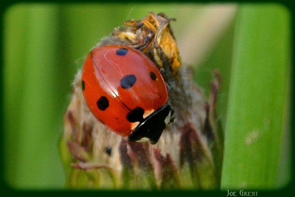 Coccinella septempunctata - hétpettyes katica