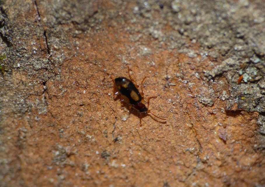 Dromius quadrimaculatus - négyfoltos kéregfutó