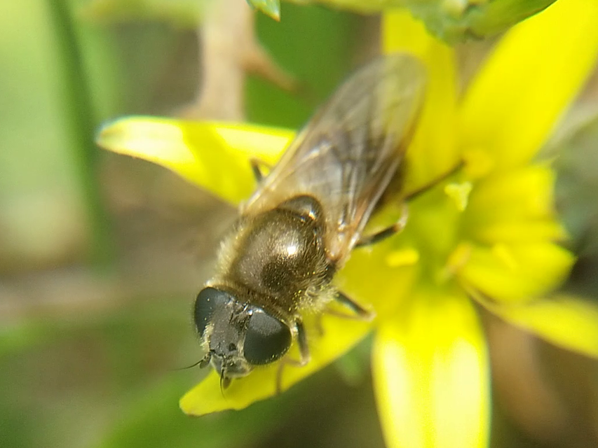Cheilosia