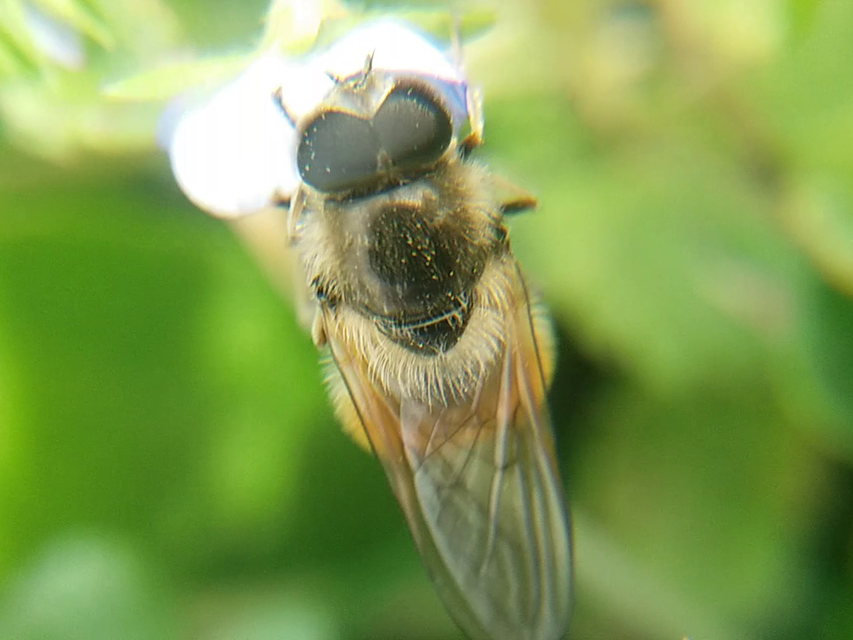 Cheilosia grossa - kecskefűz bronzlégy