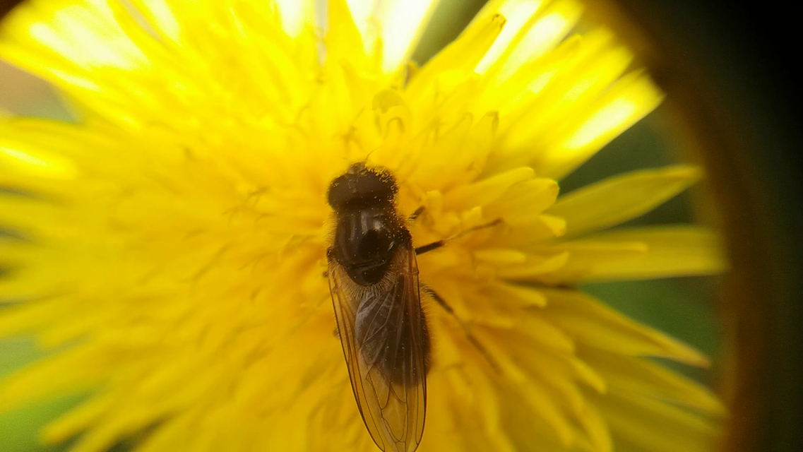 Cheilosia