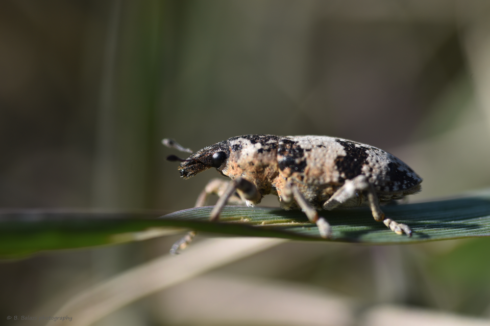 Bothynoderes affinis - sávos barkó