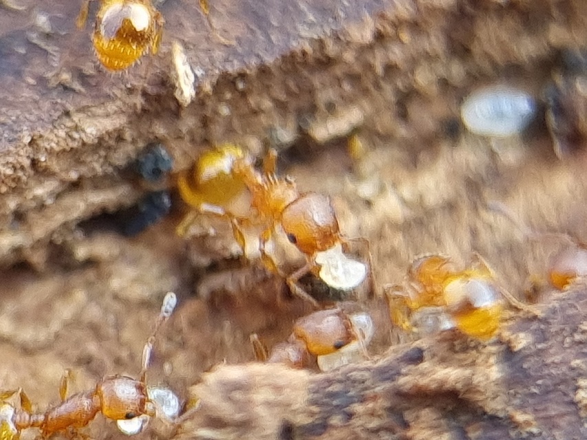Temnothorax unifasciatus - gyűrűs kéreghangya