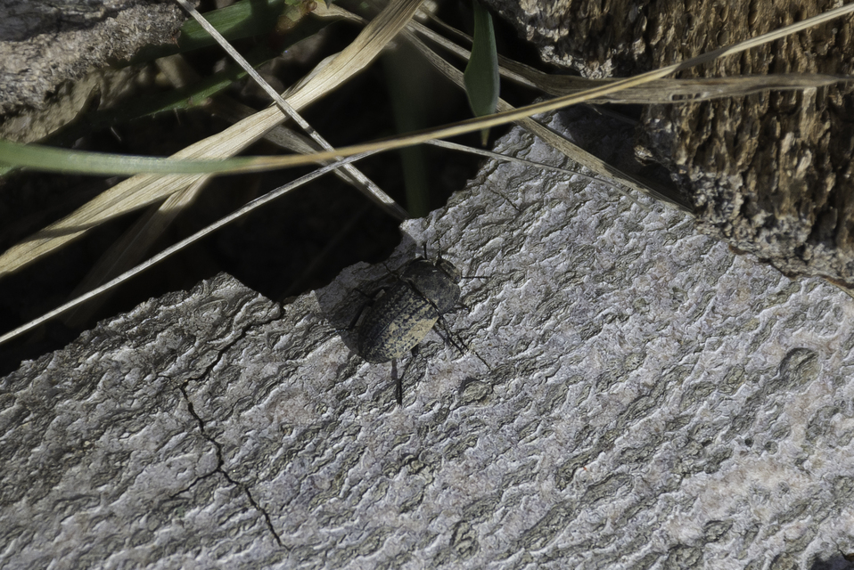 Opatrum sabulosum - sároshátú gyászbogár
