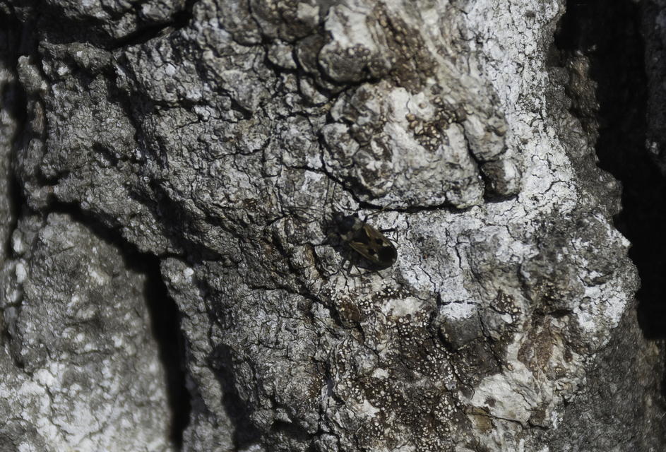 Rhyparochromus vulgaris - közönséges díszesbodobács