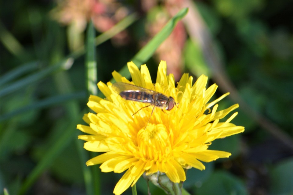 Episyrphus balteatus - ékfoltos zengőlégy