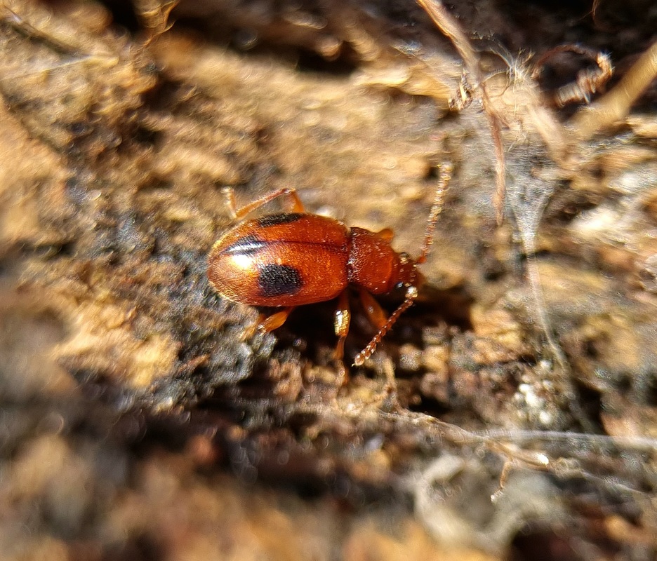 Dapsa denticollis - fogasnyakú álböde