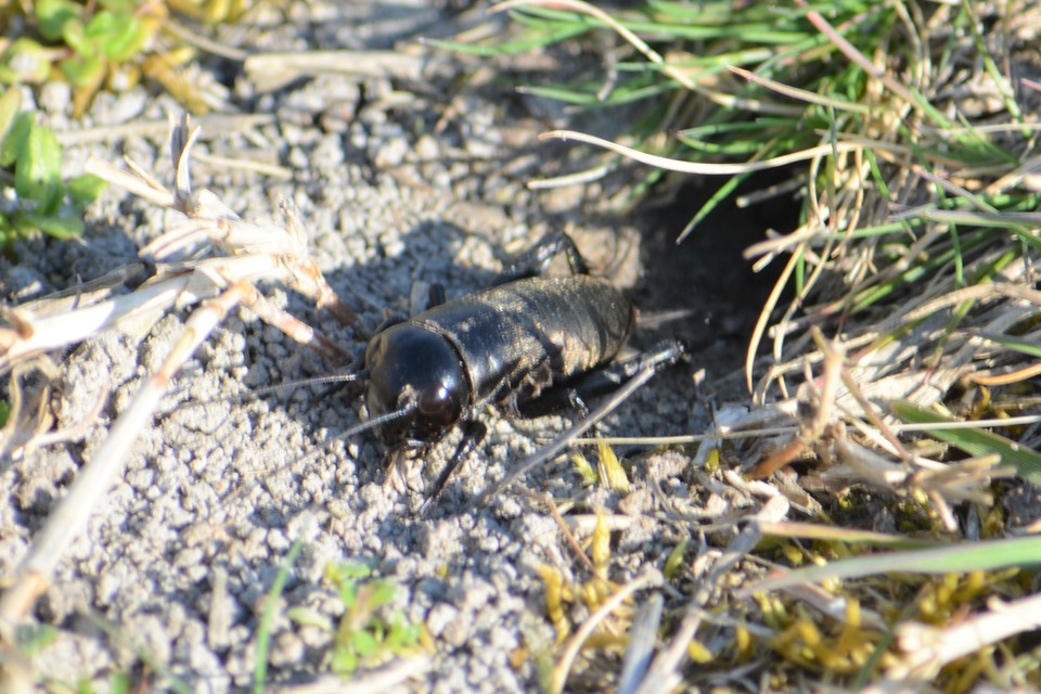 Gryllus campestris - mezei tücsök