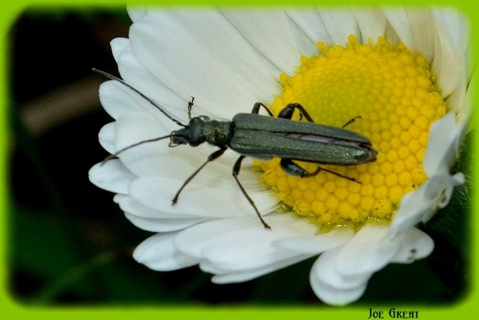 Oedemera