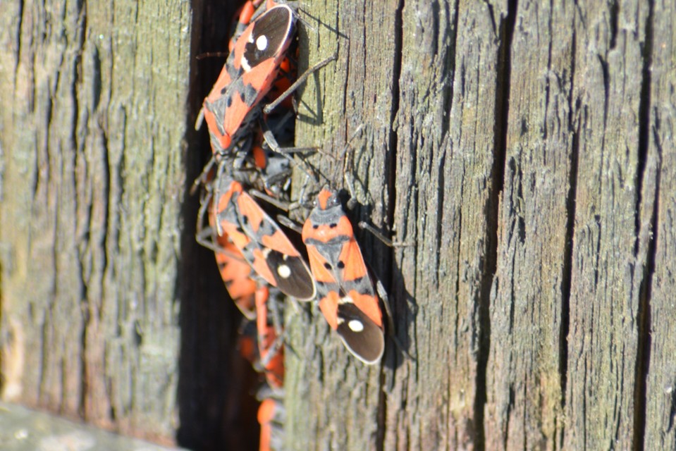 Lygaeus equestris/simulans