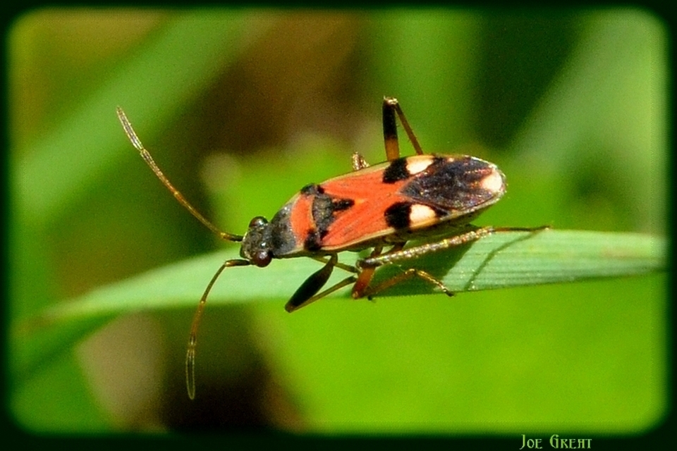 Beosus quadripunctatus - pettyes homokibodobács