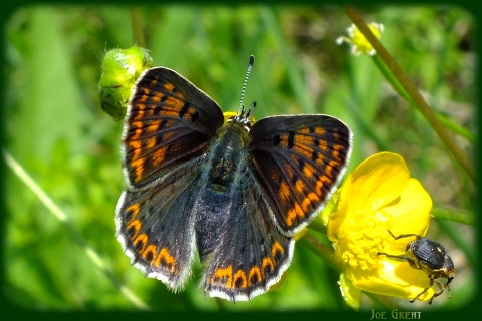 Lycaena tityrus - barna tűzlepke