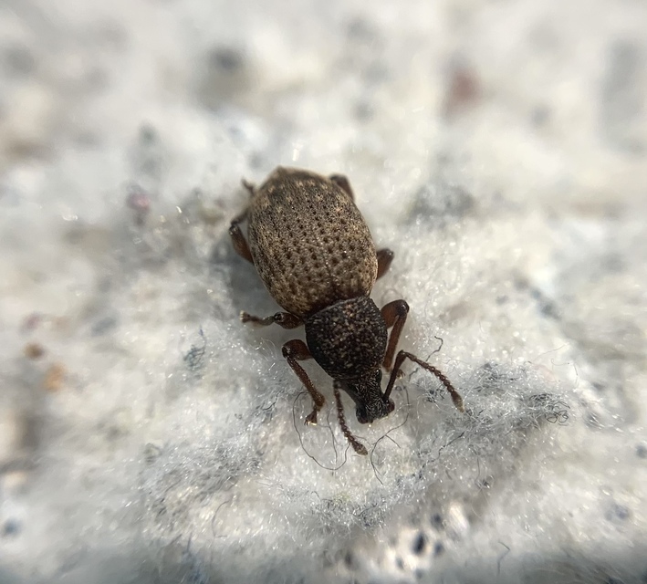 Otiorhynchus raucus - molyhos gyalogormányos