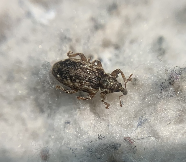 Dorytomus ictor - szegélyes hangormányos