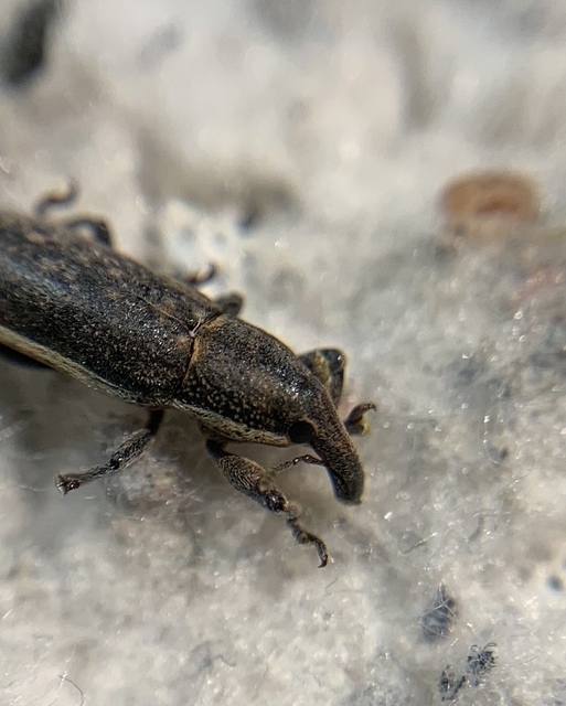 Lixus ochraceus - retek-dudvabarkó