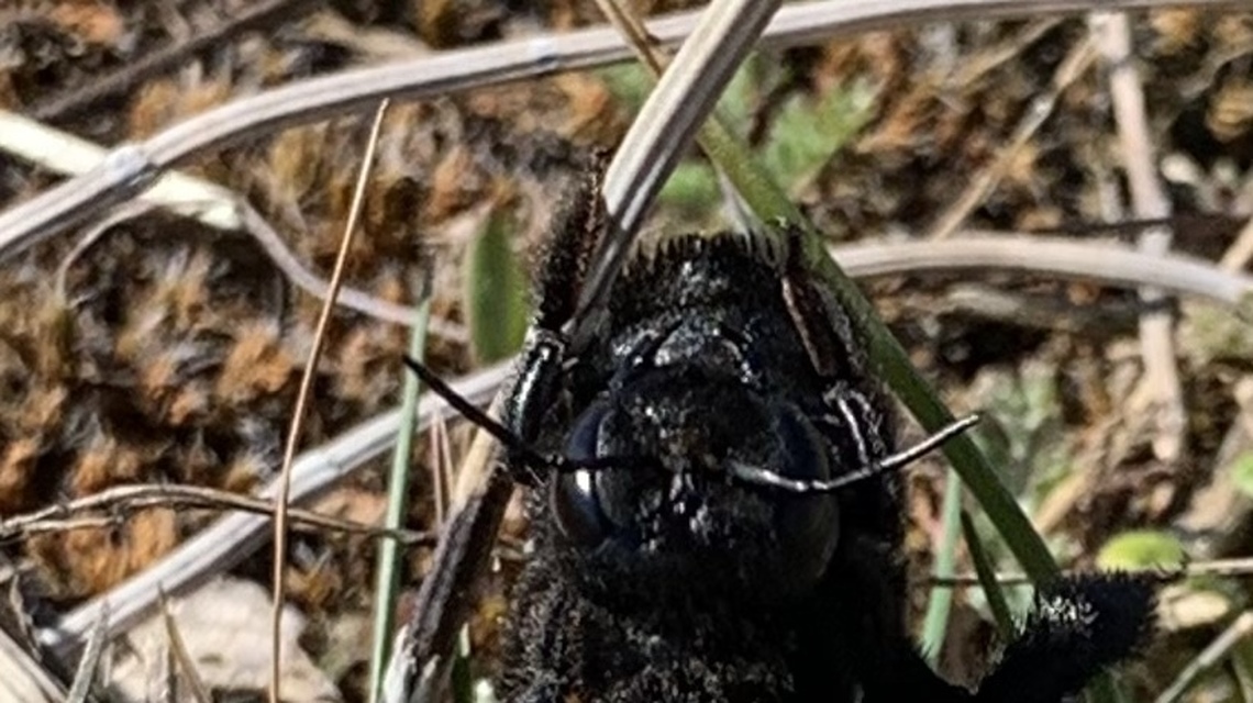 Xylocopa