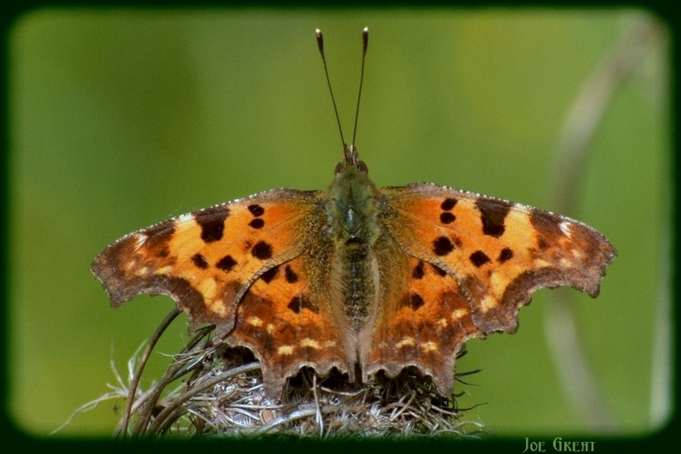 Nymphalis c-album - C-betűs lepke
