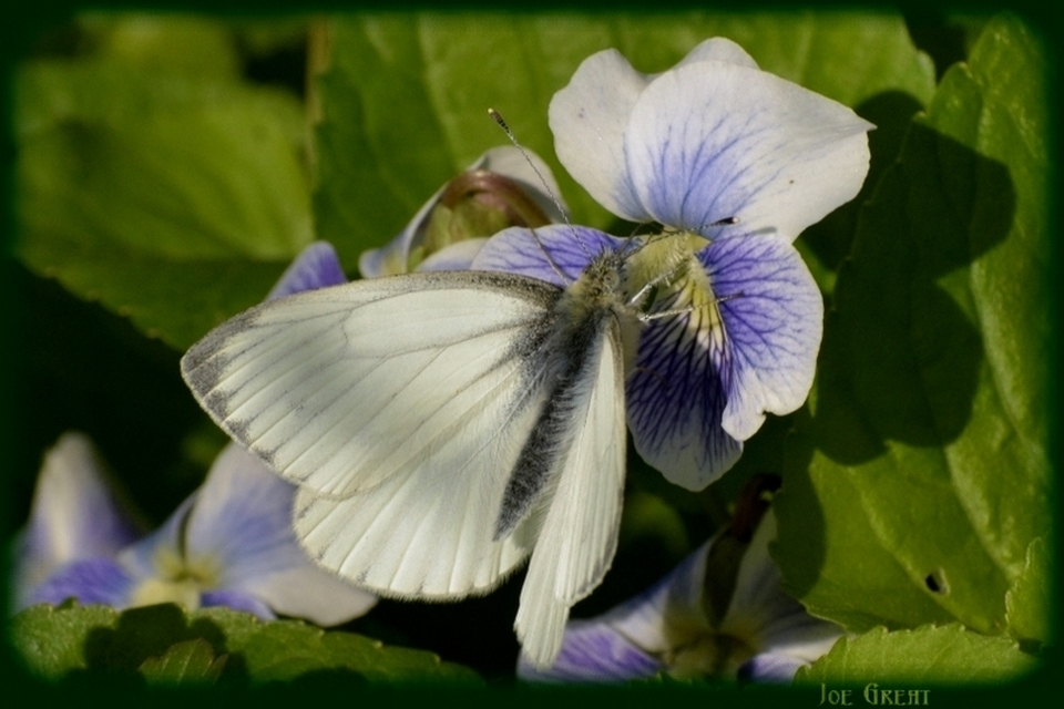 Pieris napi - repcelepke
